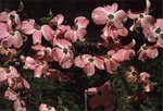 Foto Cornus florida f. rubra - Corniolo