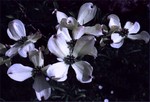 Photos Cornus florida