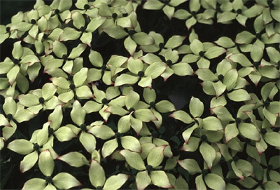 Photos Cornus kousa - Pacific dogwood