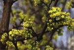 Photos Cornus mas