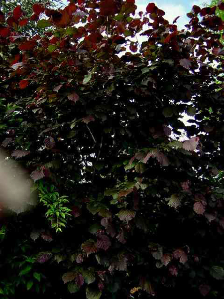 Photos Corylus maxima - Giant filbert