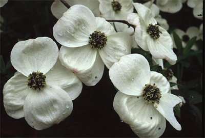 Photos Cornus nuttallii - Pacific dogwood