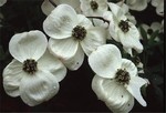Cornus nuttallii - Nutalls Bl�ten-Hartriegel