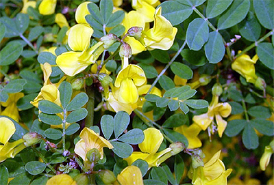 Coronilla Emerus