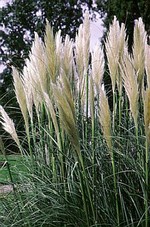 Cortaderia selloana - Pampasgras