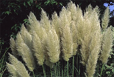 Photos Cortaderia selloana - Uruguayan pampas grass