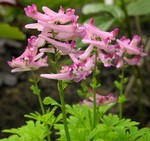 Photos Corydalis buschii