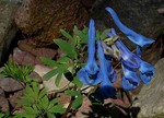 Photos Corydalis cashmerianum