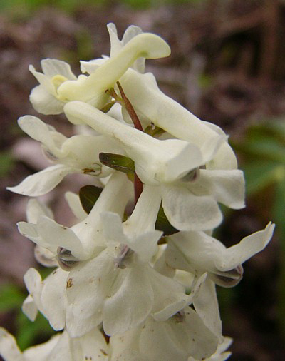 Fotos Corydalis cava - 