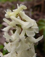 Photos Corydalis cava