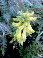 Photos Corydalis cheilanthifolia
