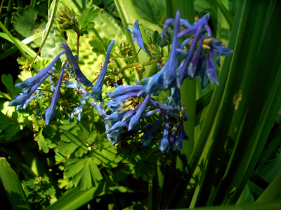 Photos Corydalis elata - 