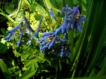 Photos Corydalis elata