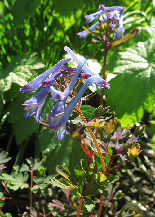 Photos Corydalis flexuosa - 