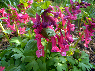 Fotos Corydalis solida - 