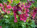 Photos Corydalis solida - Spring fumewort