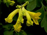 Photos Corydalis lutea