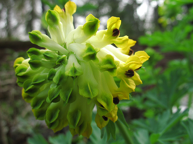 Photos Corydalis nobilis - 