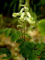 Photos Corydalis ochroleuca