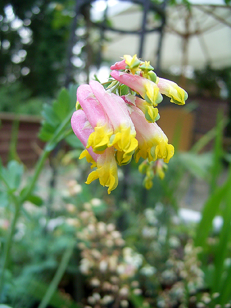 Photos Corydalis sempervirens - 