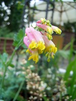 Photos Corydalis sempervirens