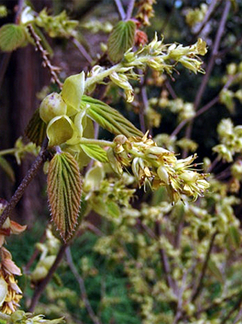 Photos Corylopsis spicata - Fibert