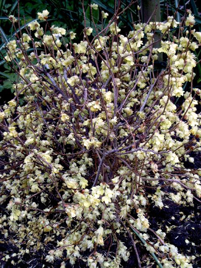 Photos Corylopsis pauciflora - Fibert