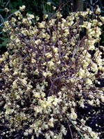 Photos Corylopsis pauciflora