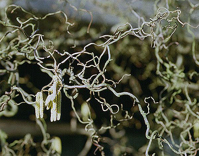 Photos Corylus avellana - Common filbert