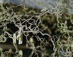 Photos Corylus avellana