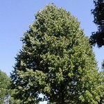 Photos Corylus colurna - Turkish hazelnut