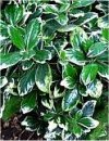 Corynocarpus laevigata