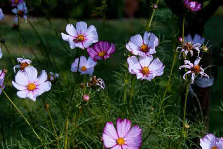 Photos Cosmos bipinnatus - 