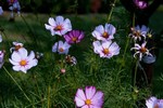 Cosmos bipinnatus - Schmuckk�rbchen