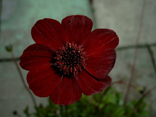 Photos Cosmos atrosanguineus - 