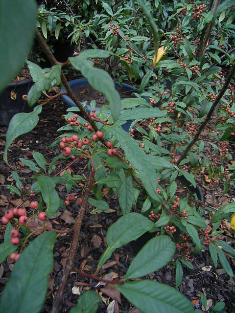 Photos Cotoneaster x watereri - 