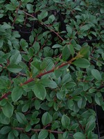 Photos Cotoneaster dammeri
