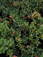 Photos Cotoneaster dammeri