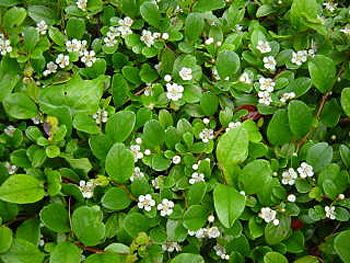 Photos Cotoneaster dammeri - 