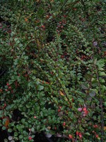 Photos Cotoneaster horizontalis