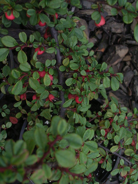 Photos Cotoneaster microphyllus - 