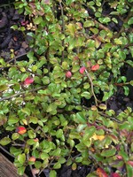 Photos Cotoneaster microphyllus var. cochleatus