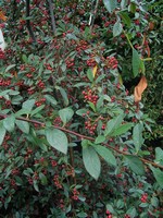 Photos Cotoneaster x watereri