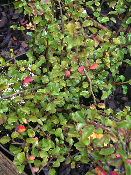 Photos Cotoneaster praecox - 