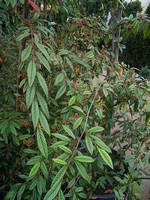 Photos Cotoneaster salicifolius var. floccosus