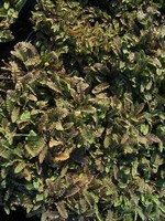 Cotula potentillina - Potentilla-Fiederpolster