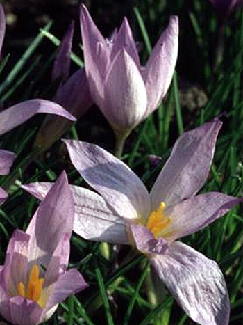 Fotos Crocus sativus - 
