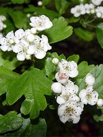 Photos Crataegus monogyna