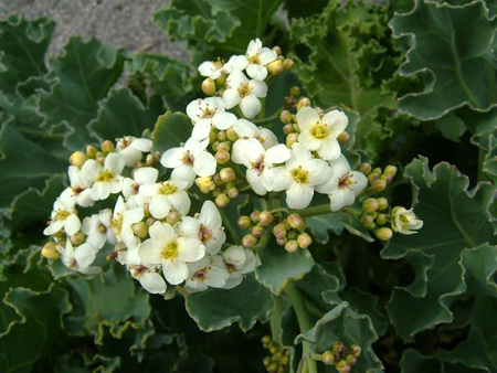 Photos Crambe maritima - Sea kale