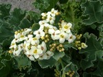 Photos Crambe maritima - Sea kale